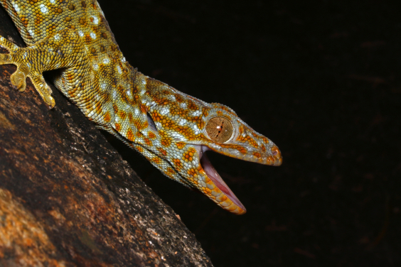 大壁虎（Gekko gecko reevesii ）在其棲息地的樹上 。（圖片鳴謝：宋亦希）